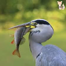 Bird With Brown Head And Black Body Uk Photo Print Canvas Or Digital Download Grey Heron Heron Fish British Wildlife British Birds Animals Wildlife Nature Photography Uk In 2020 British Wildlife Wildlife Nature Heron Photo