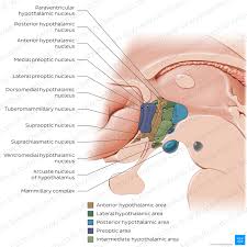 Image result for Cerebral Subcortex