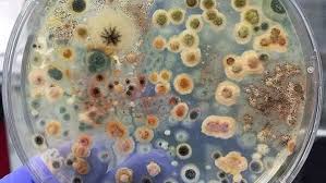Image result for Asparagus aspergillus