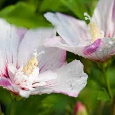 Image result for Hibiscus seineri