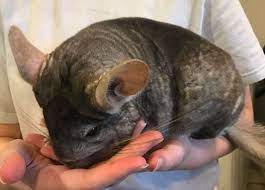 Hide this posting restore restore this posting. Bc Chinchilla House Home Facebook