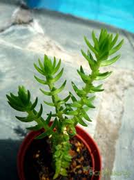 Image result for Crassula schimperi