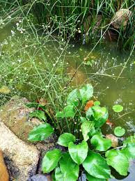 Image result for Alisma