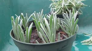 Image result for lavender cuttings