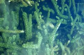 Image result for Lagarosiphon major