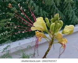 Image result for Erythrostemon gilliesii