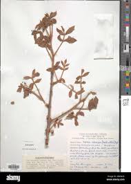 Image result for Lannea schimperi