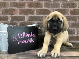 It makes an excellent family pet. English Mastiff Puppies Petland Knoxville