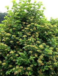 Sparkler Arrowwood Viburnum S Creamy White Flat Topped Umbels Give Way To Large Clusters Of Blue Black Berries Highly Lustrous D Moss Plant Viburnum Plants