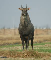 The Nilgai Boselaphus Tragocamelus Animals Animals Beautiful Weird Animals
