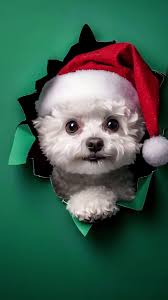 The latest reptile news, videos & comments