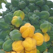 Image result for Carica