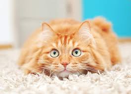 ‪How Can I Soothe and Calm My Cat? | Comfort Zone‬‏