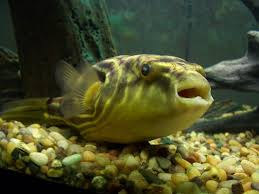 Astronomy To Zoology Fish Puffer Fish Aquarium Fish