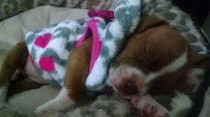 Lesley has been such a wonderful addition to our family. Beautiful Rednose Pitbull Puppy For Sale In Colorado Springs Colorado Classified Americanlisted Com