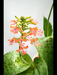 Image result for Cynorkis