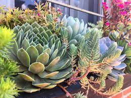 Rustic window boxes made from reclaimed wood, assorted sizes, ready to plant. While Passing A Gorgeous Window Box In Columbus Ohio Succulents