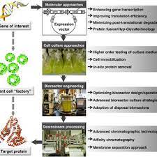 Static images cannot reveal the biogenesis of pleomorphic cellular forms, their content, or their relevance in propagation. Systematic Strategies To Achieve High Yield Protein Production With Download Scientific Diagram