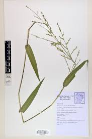 Image result for Acroceras zizanioides