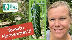 Tomato Hornworms: How to Manage These Menacing Pests