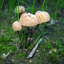Image result for Marasmius opacus
