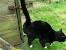 Cat Pee Pee