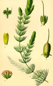 Image result for Ceratophyllum demersum