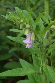 Image result for Sesamum radiatum