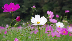 Sélection de végétaux, fleurs et bulbes pour un jardin d'ornement fleuri en hiver. Cosmos Fleur Semis Plantation Culture Et Entretien