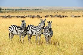 Usually when an animal has a special feature, that. Where Do Zebras Live Worldatlas