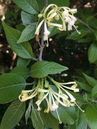 Image result for Turraea floribunda