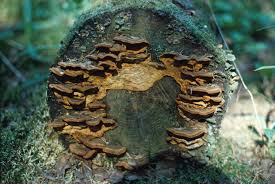 Image result for Phellinus pini