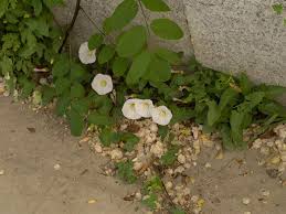 Image result for Convolvulaceae