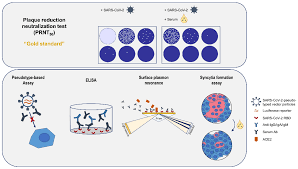 Image result for Neutralization Test