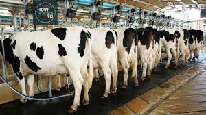 Coffee machine manufacturers australian cattle farms. How Automatic Cow Milking Machine Works How To Machines Youtube