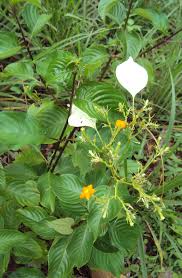 Image result for Mussaenda frondosa