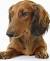 Black And Tan Long Haired Dachshund Puppy