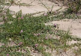 Image result for Dicerocaryum eriocarpum