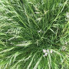 Image result for Deschampsia