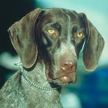 The german shorthaired pointer gets along well with children, but caution should be exercised with young children as the german shorthaired pointer is quite. Puppyfind German Shorthaired Pointer Puppies For Sale