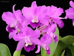 Image result for Polystachya galeata