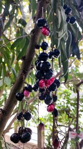 Image result for Lepisanthes