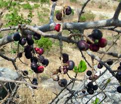 Image result for Embelia schimperi