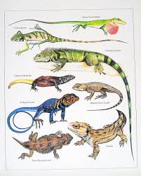 Green Anole Forest Iguana Collared Lizard Commom Iguana Vintage 1984 Reptiles Book Plate 10 00 Via Etsy Surungenler Hayvanlar Hayvan