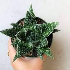 An isolated shot of a pattern green aloe succulent plant. Pin On Suculentas