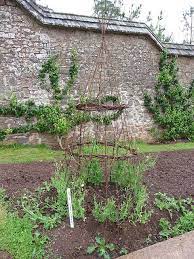 Sweet Pea Support Growing Sweet Peas Trellis Plants Dream Garden