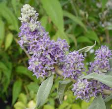 Image result for Buddleja salviifolia