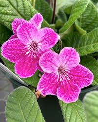 Image result for Streptocarpus kamerunensis