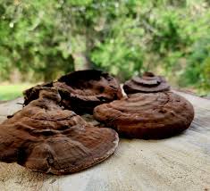 Image result for Ganoderma applanatum