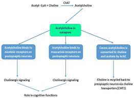 Image result for Cholinergic Toxicity